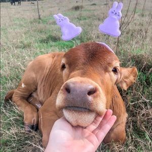 Meet your Posher, Trinity